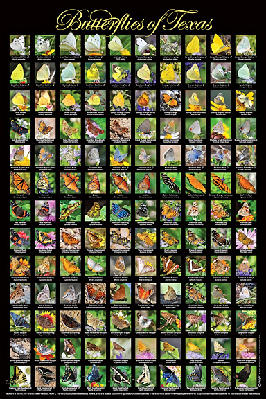 Butterflies of Texas