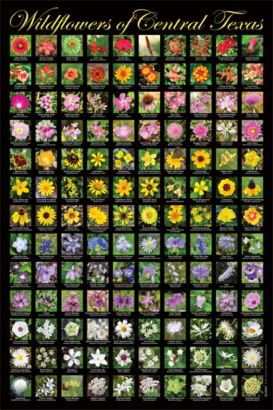 Go Wild! Poster: Wildflowers of Central Texas